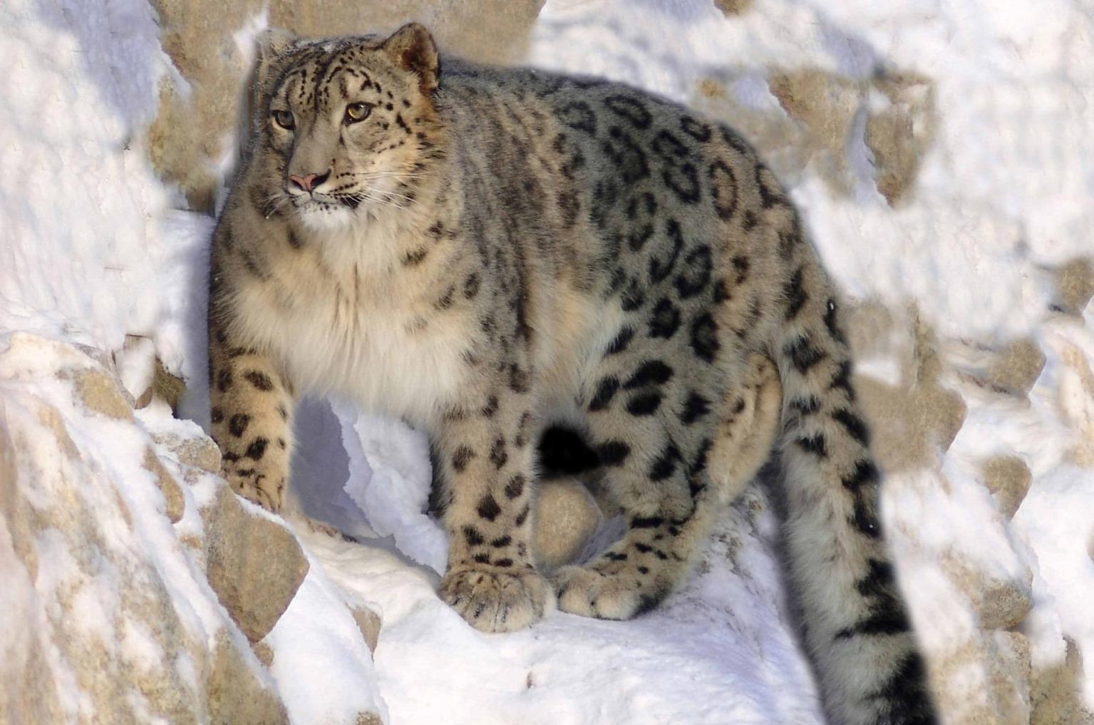 Ounce_Snow_Leopard