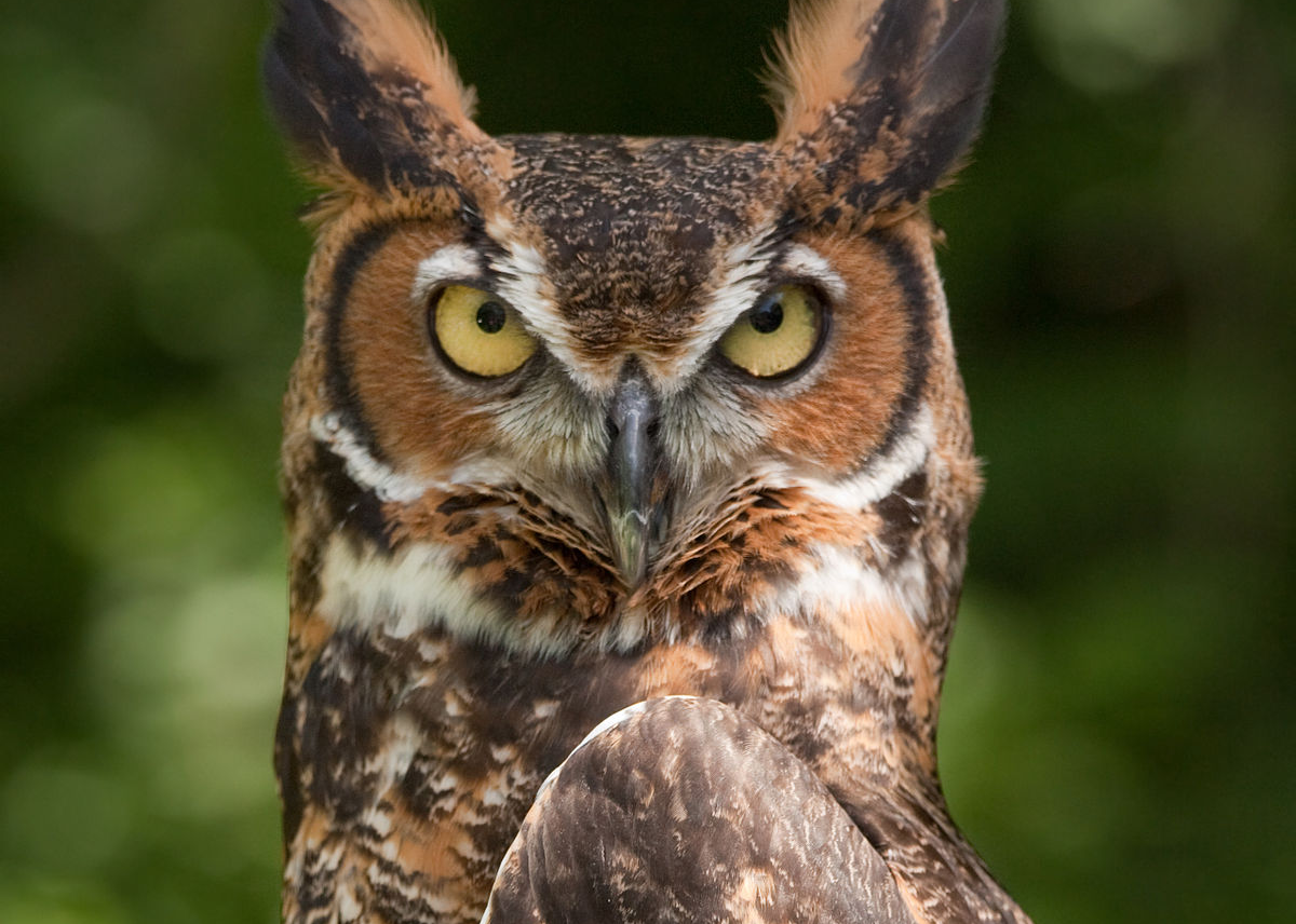 Owl