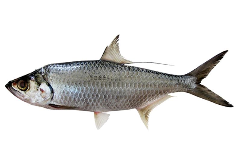 Oxeye_Tarpon