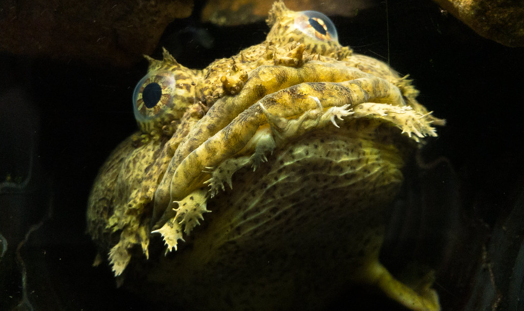 Oyster_Toadfish