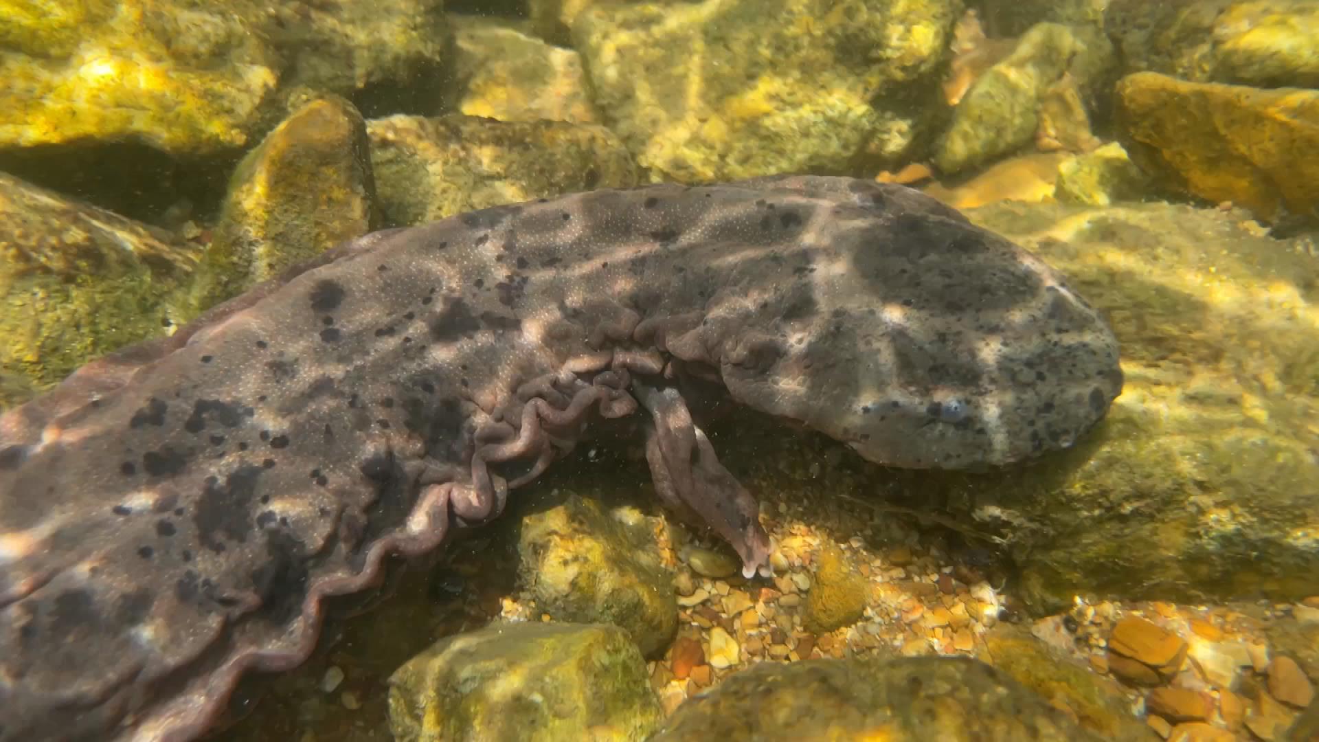 Ozark_Hellbender