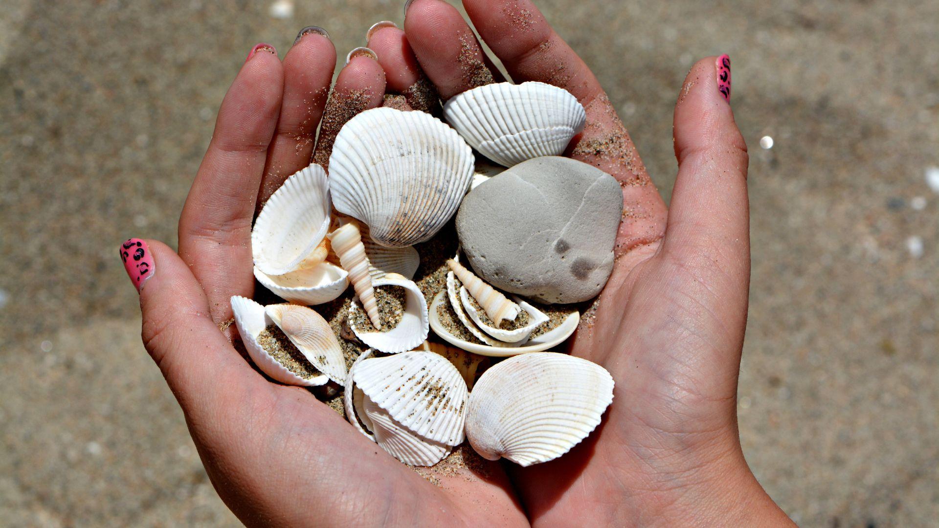 Shell_Collecting