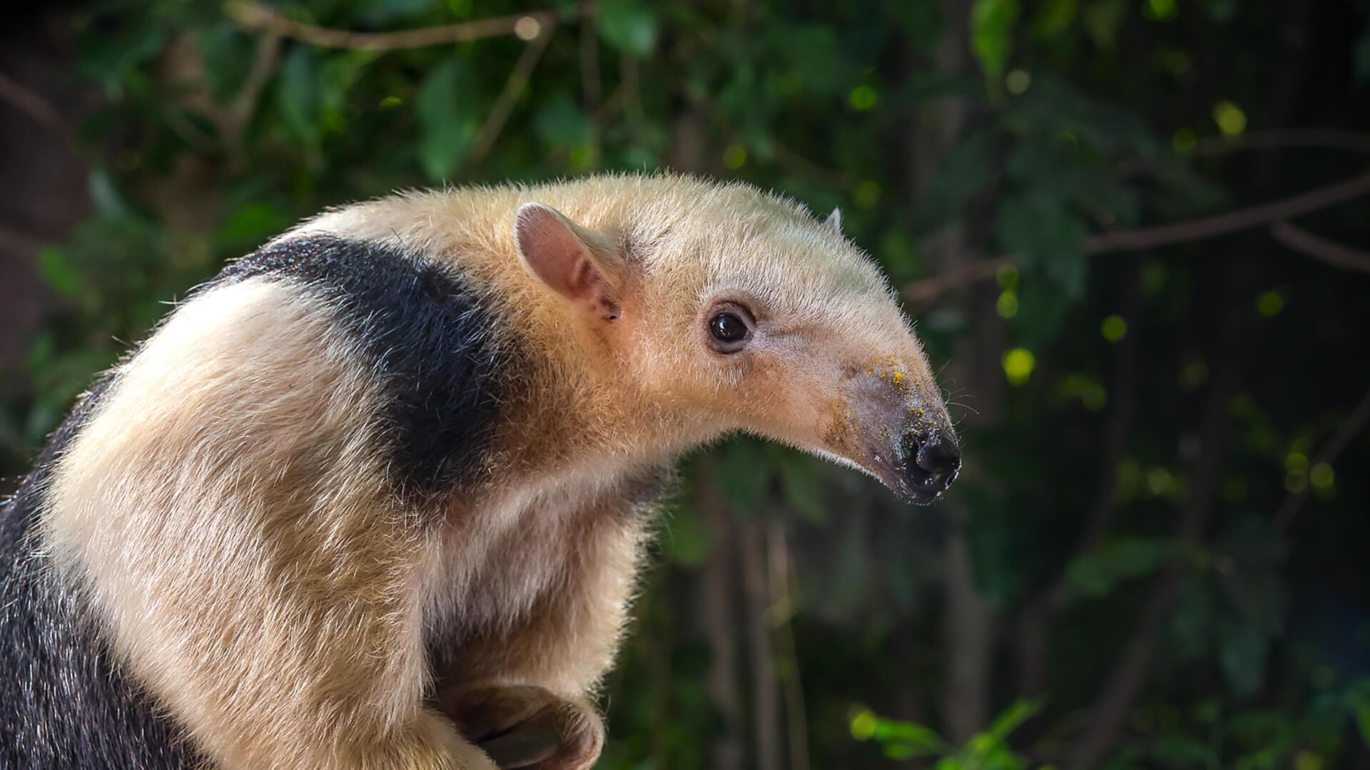 Tamandua