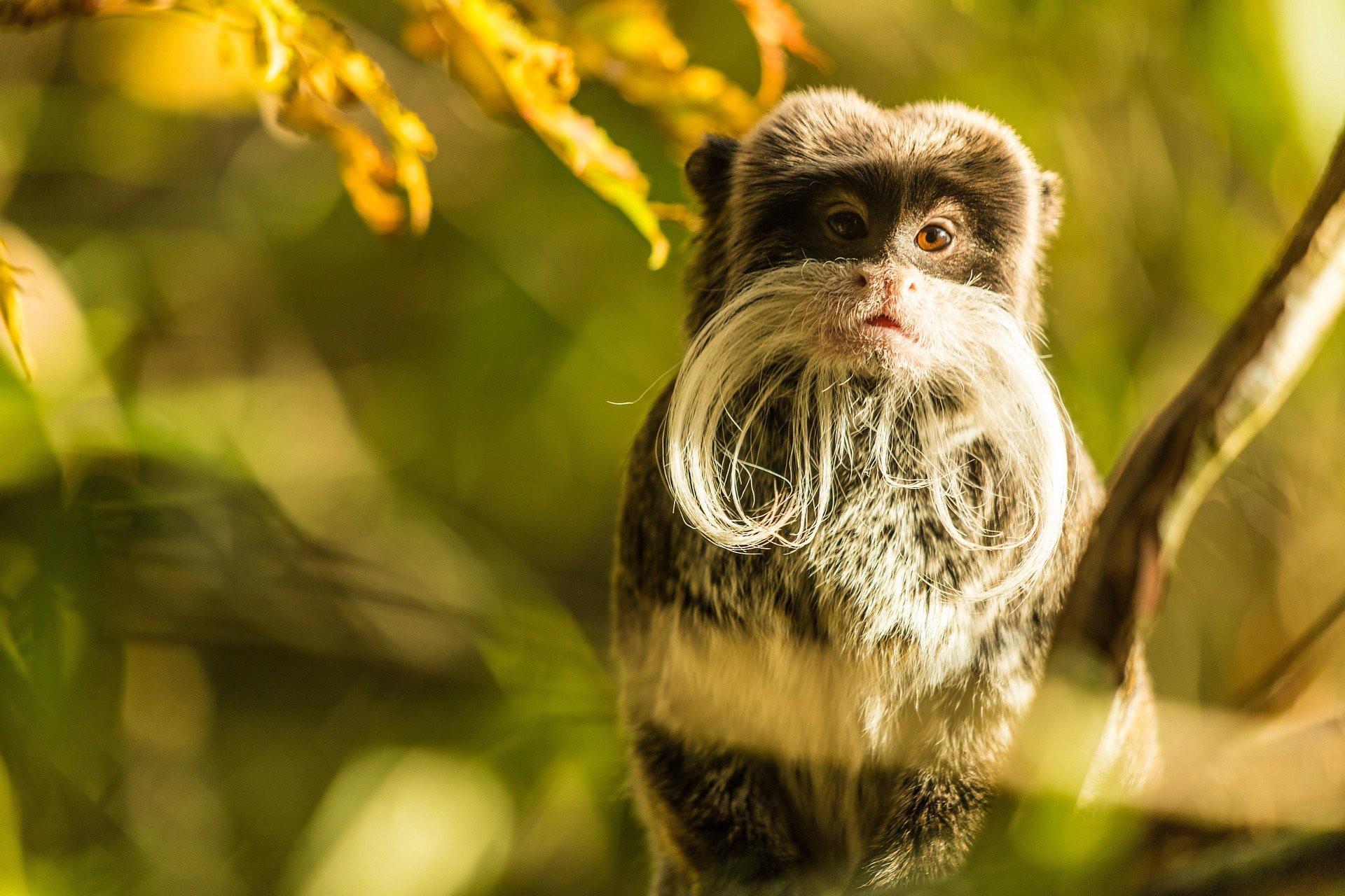 Tamarin