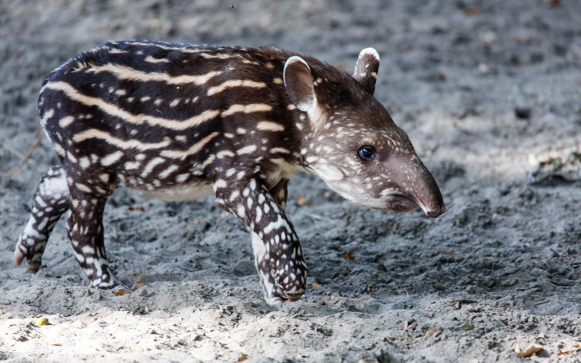 Tapir