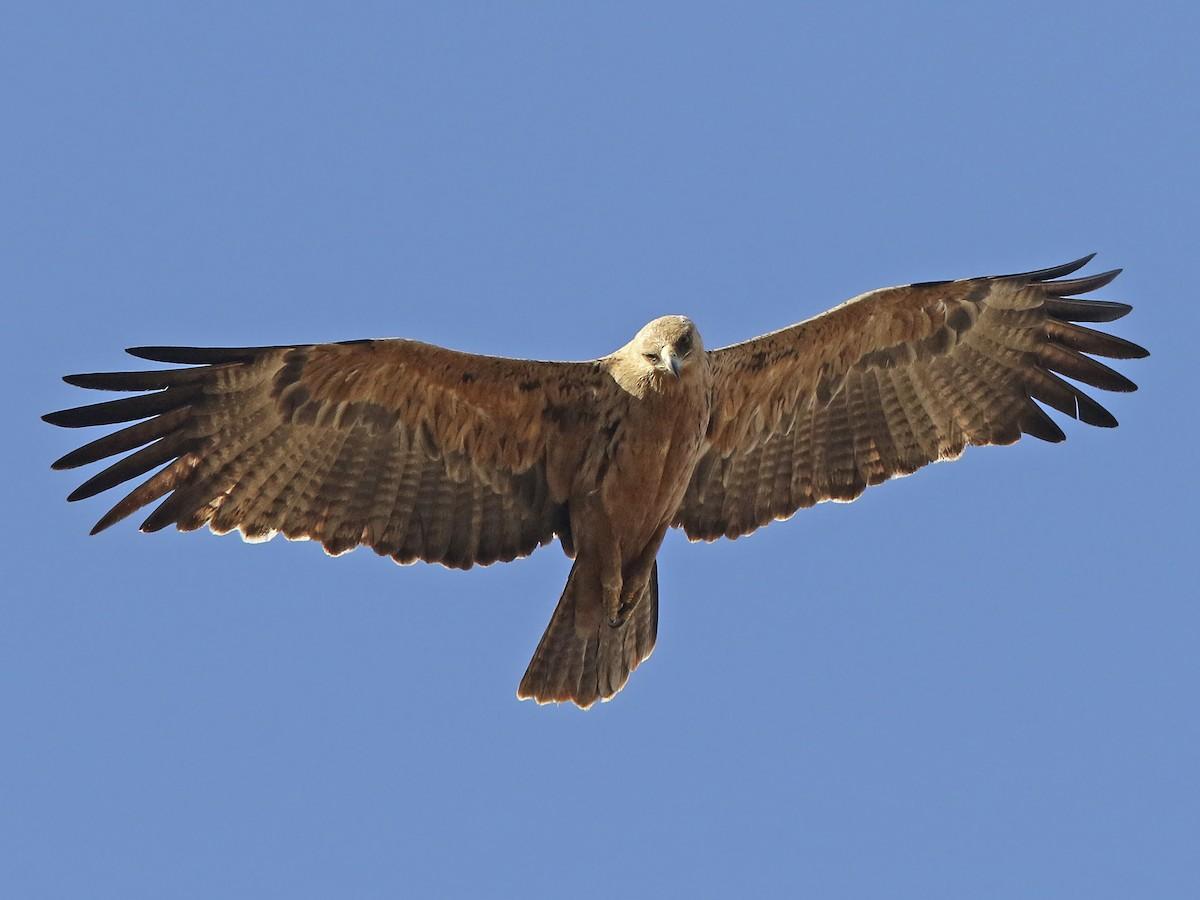 Tawny_Eagle