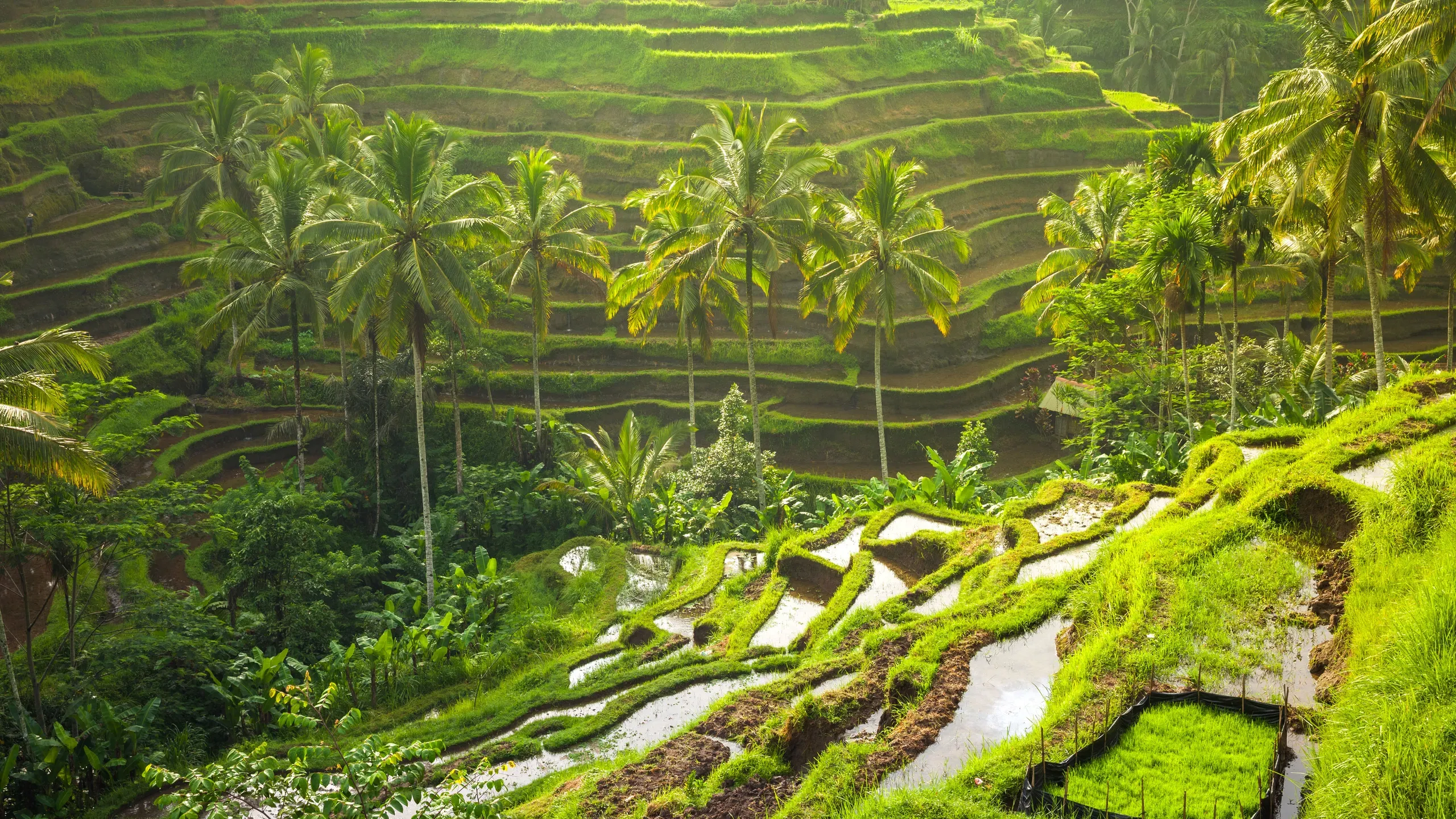 Tegallalang_Rice_Terraces_Bali_Indonesia