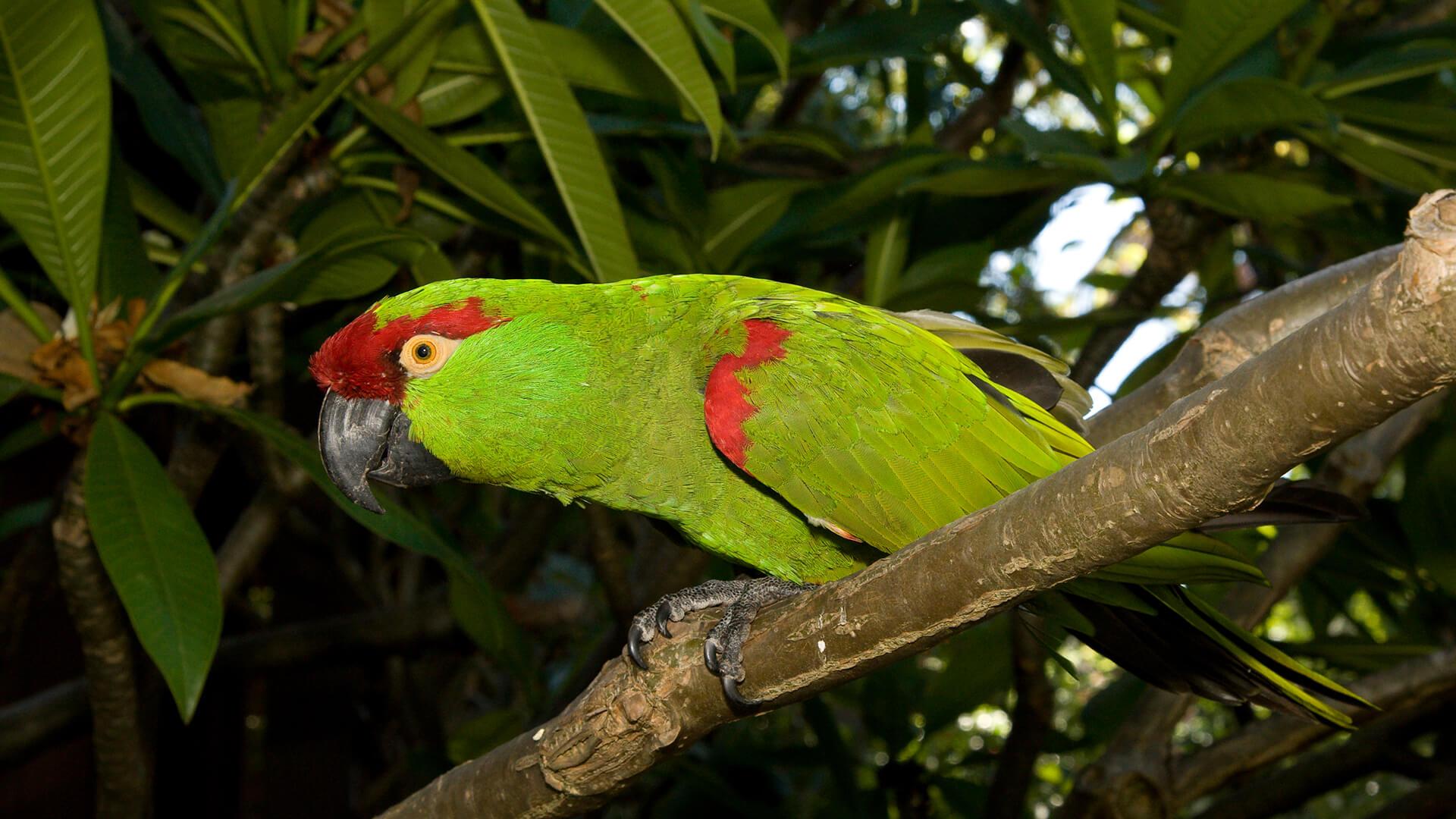 Thick-Billed_Parrot