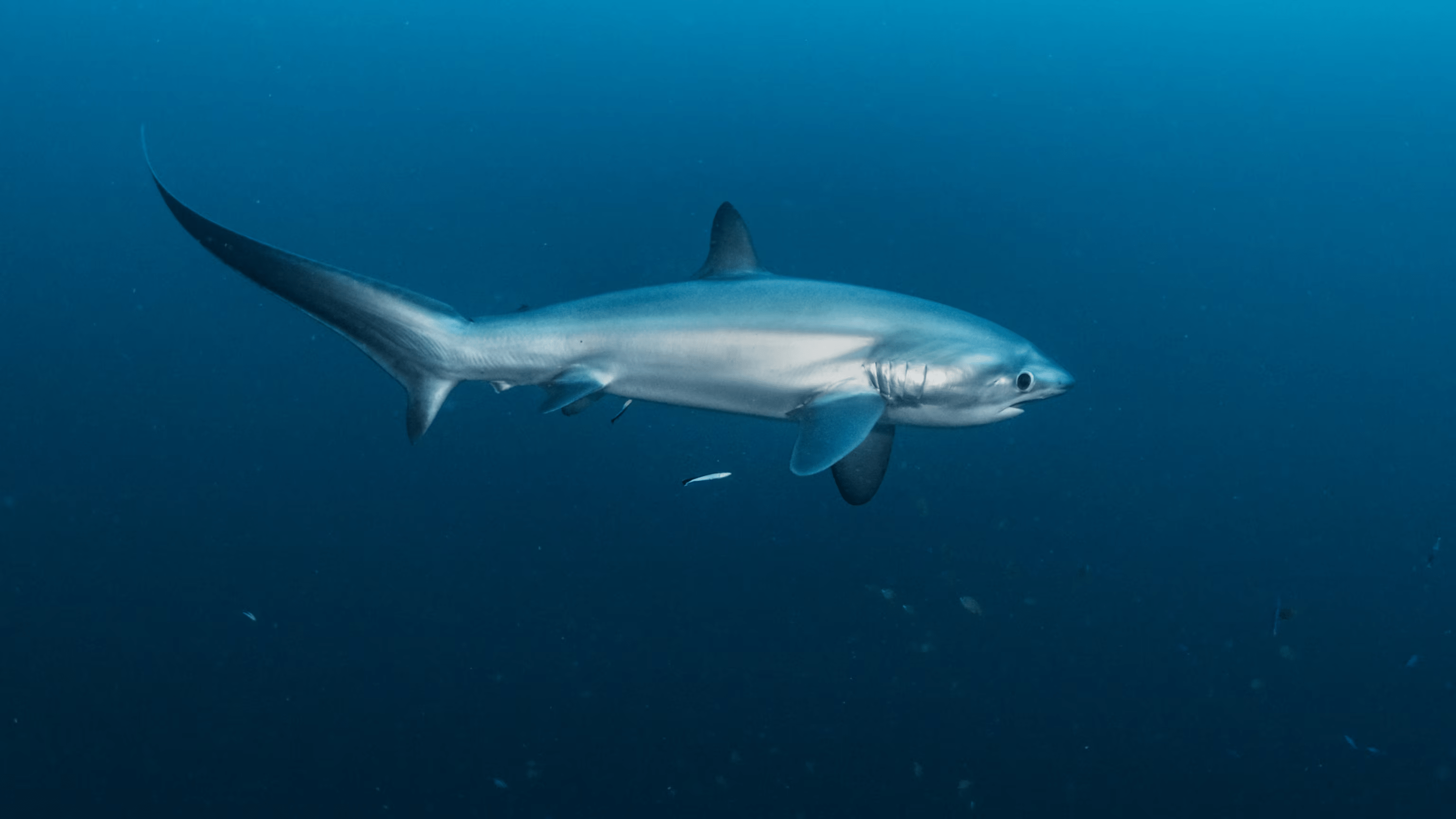 Thresher_Shark