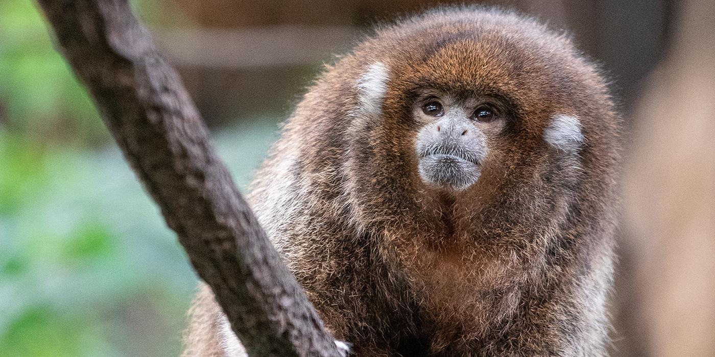 Titi_Monkey