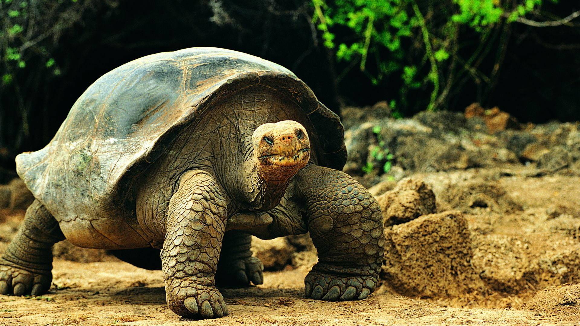 Tortoise