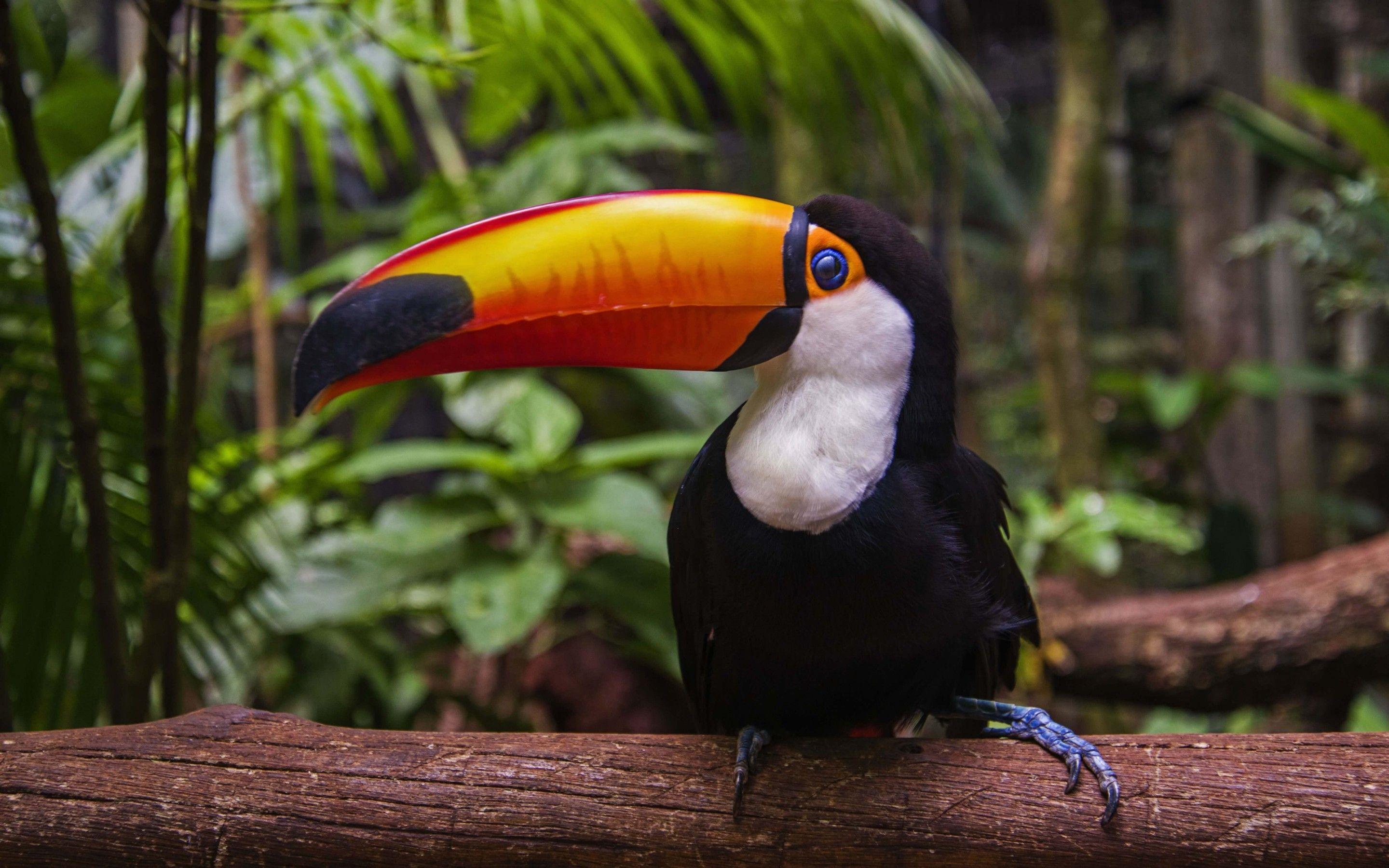 Toucan