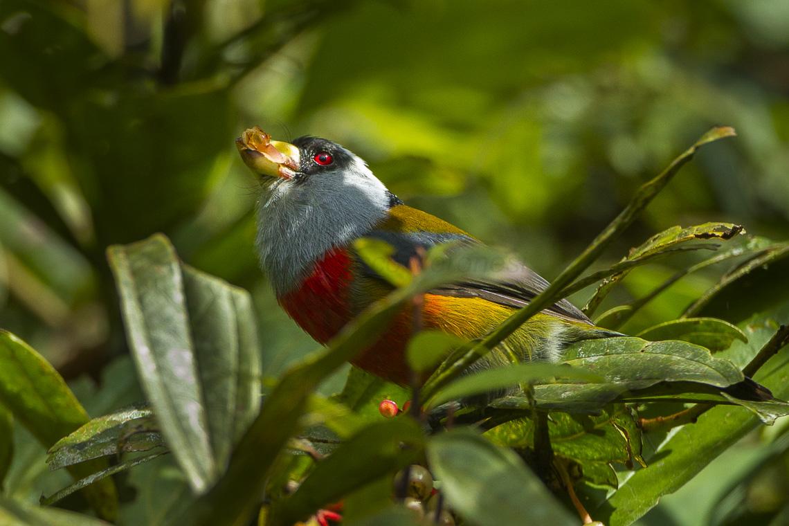 Toucan_Barbet