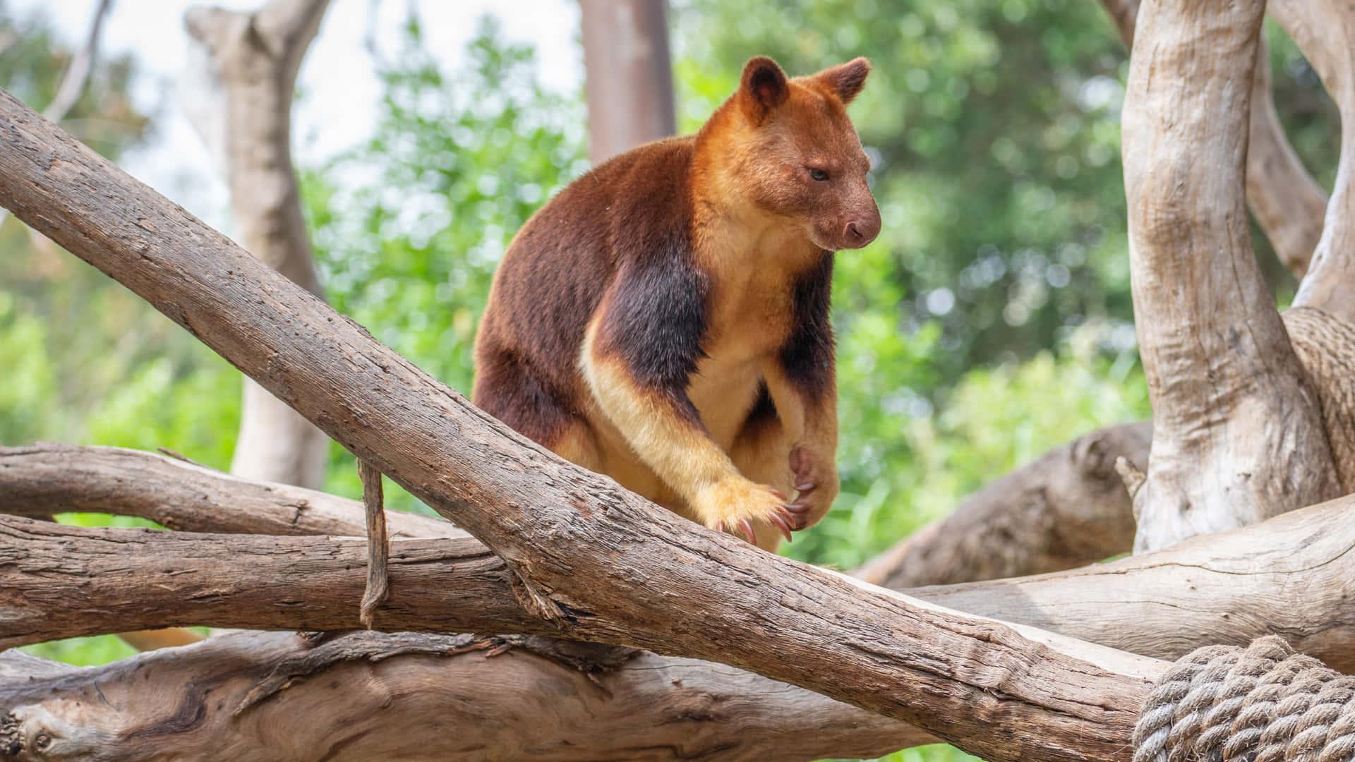 Tree_Kangaroo