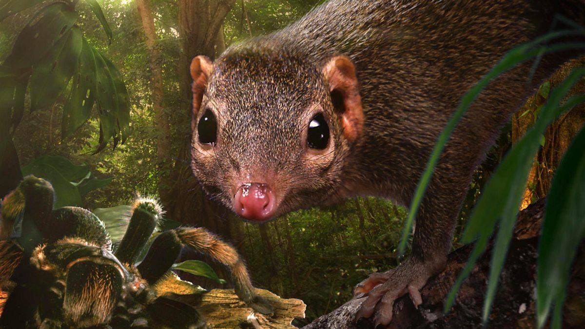 Tree_Shrew