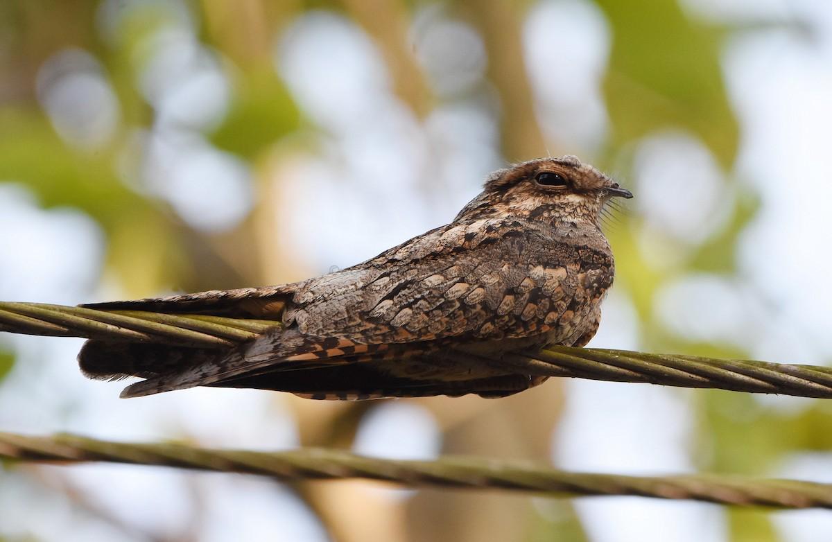 Trillian_Nightjar