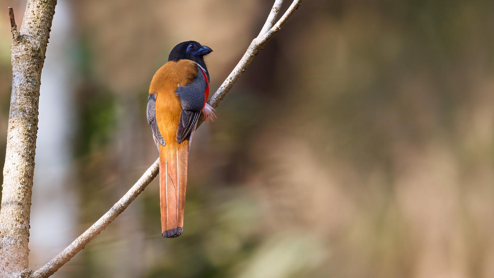 Trogon