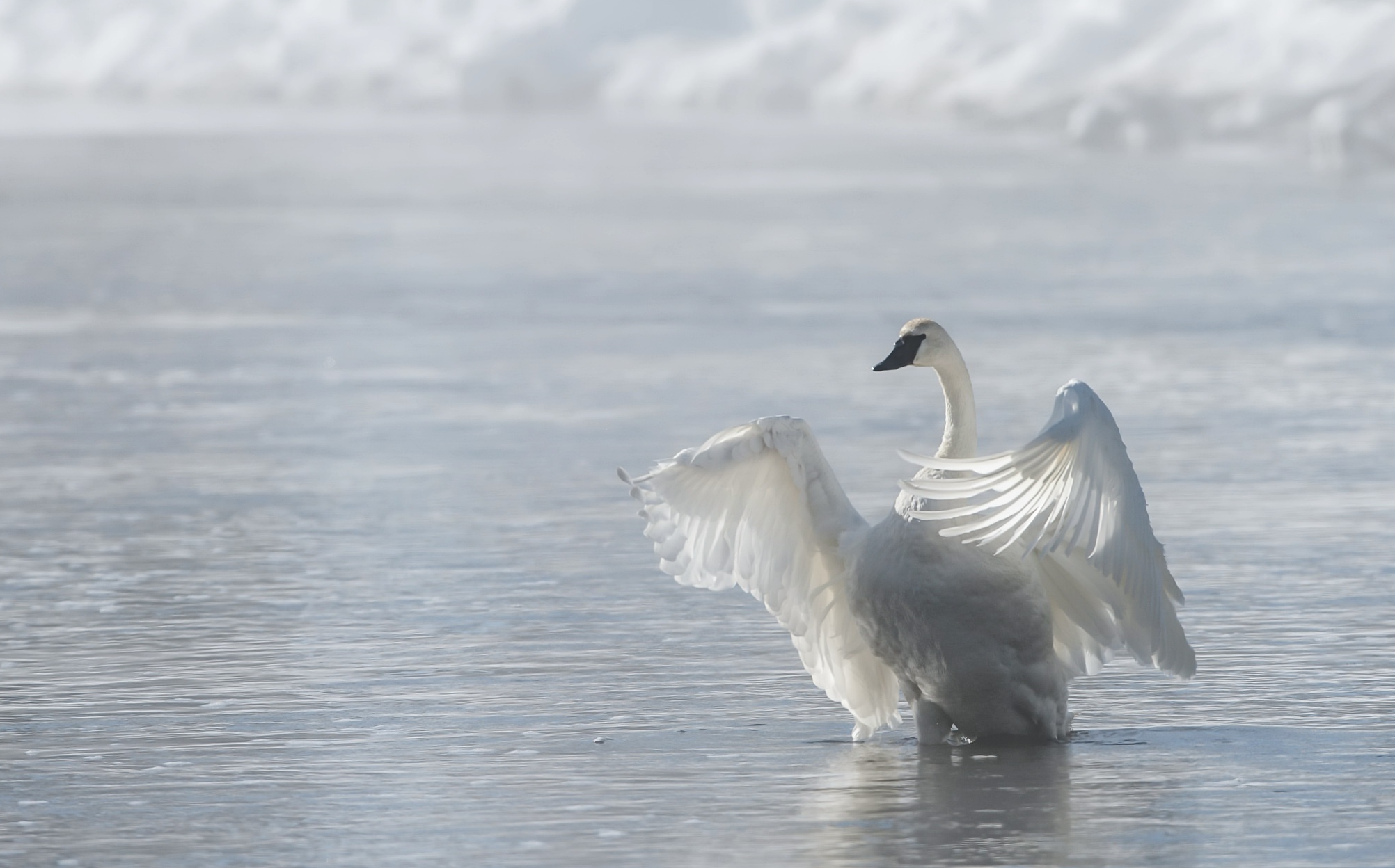 Trumpeter_Bird