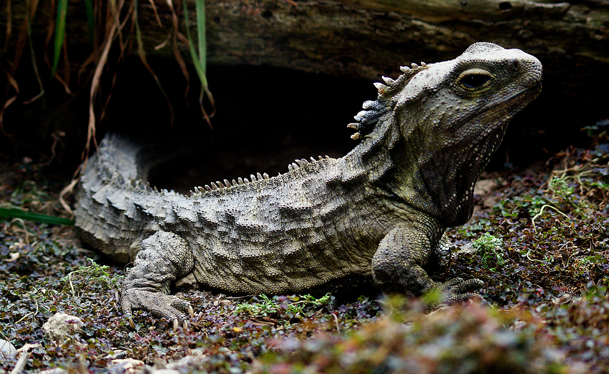 Tuatara