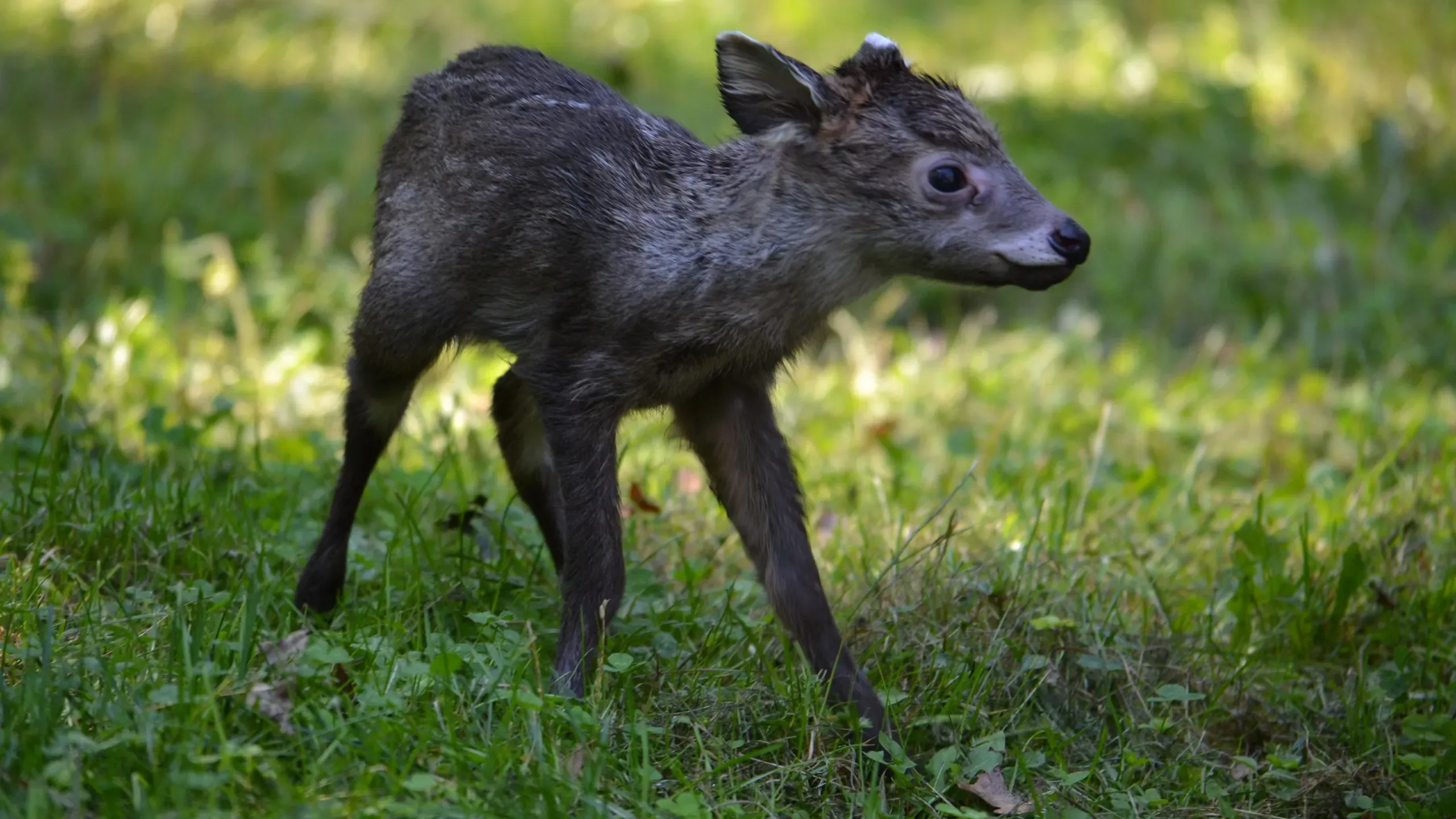 Tufted_Deer