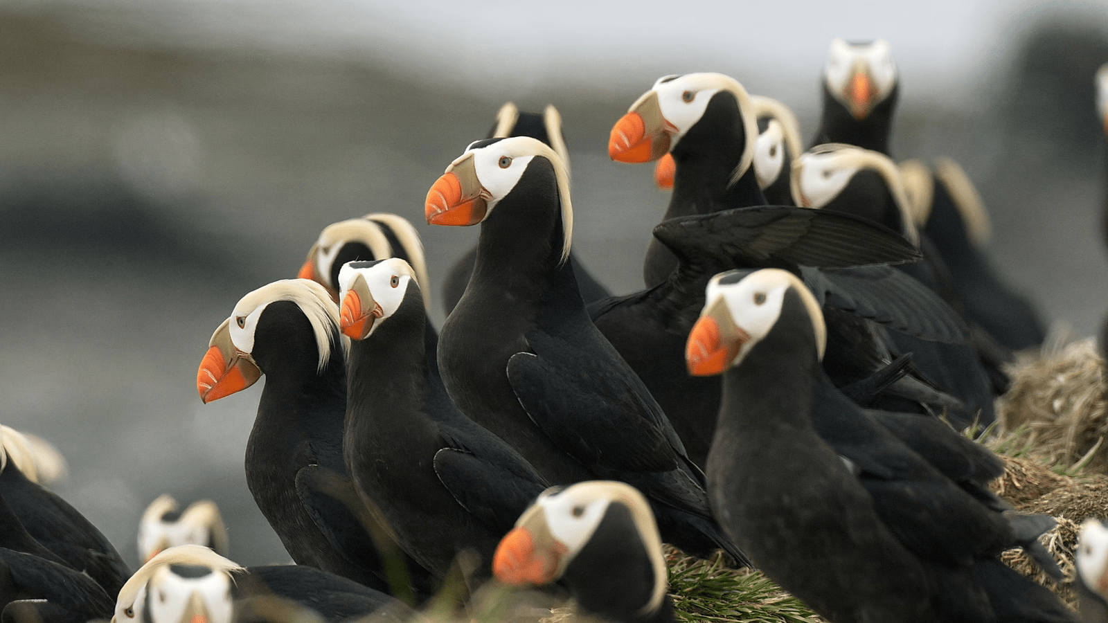 Tufted_Puffin