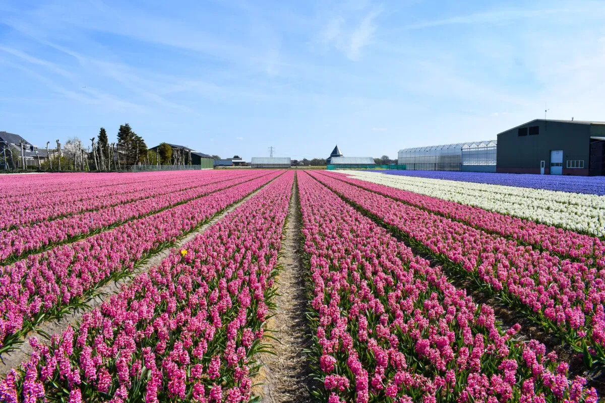 Tulip_Fields_Lisse_Netherlands