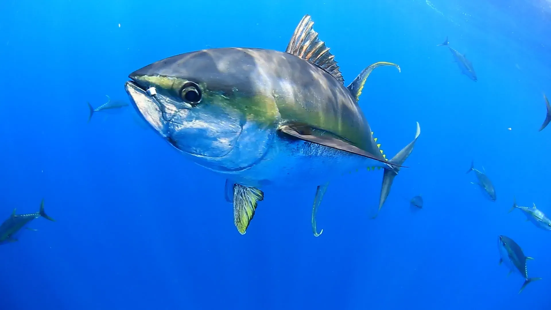 Tuna