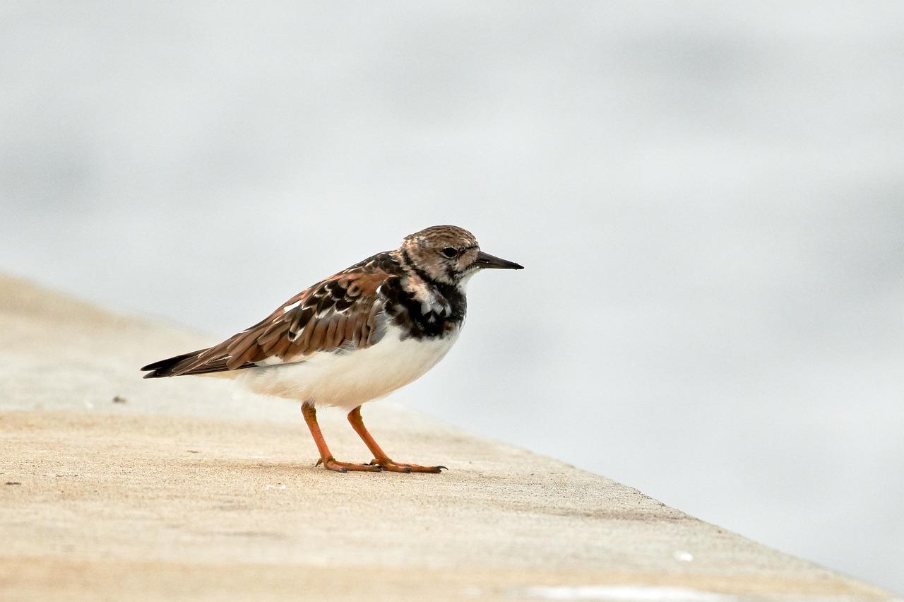 Turnstone