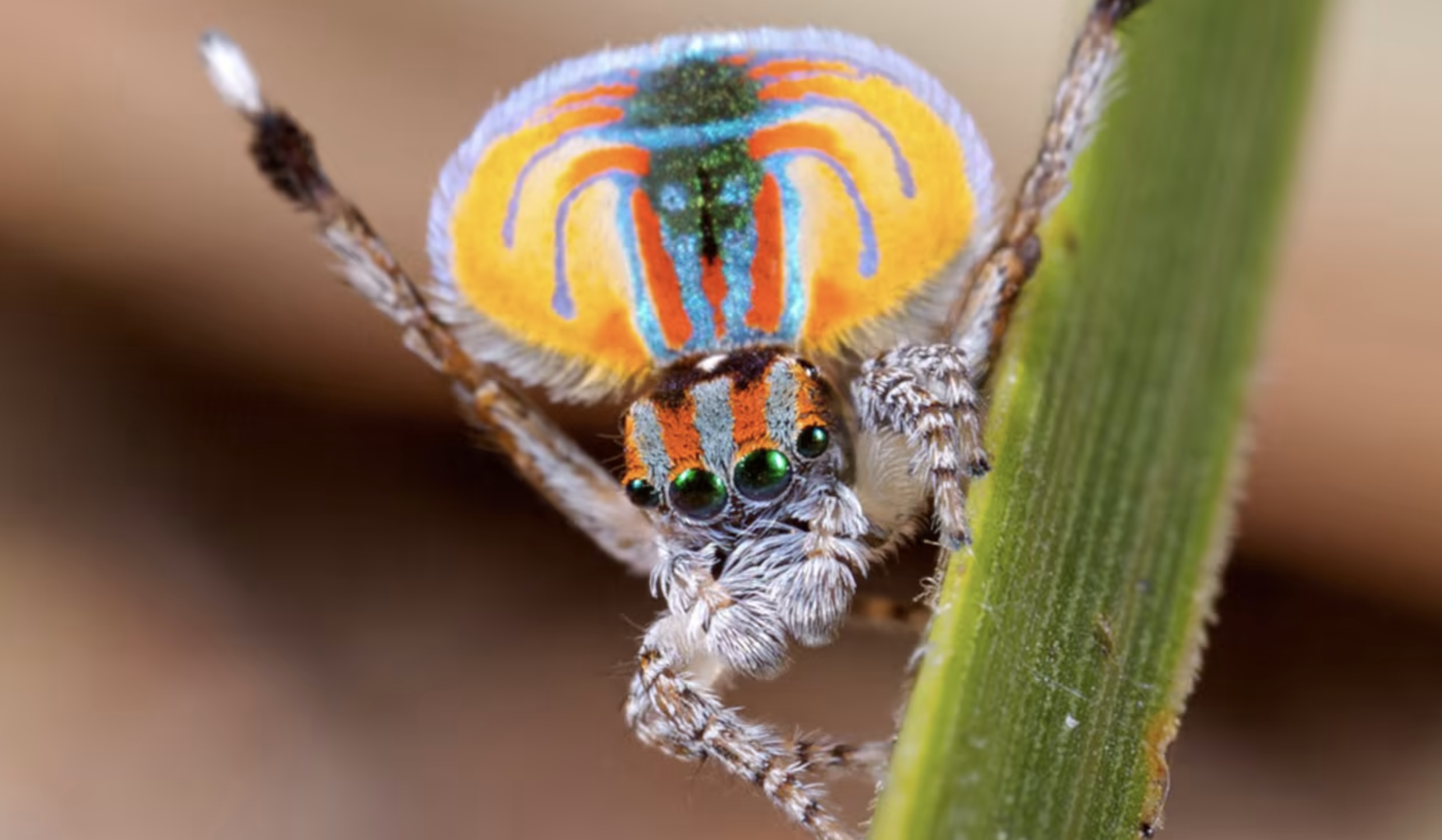 Uatuma_Peacock_Spider