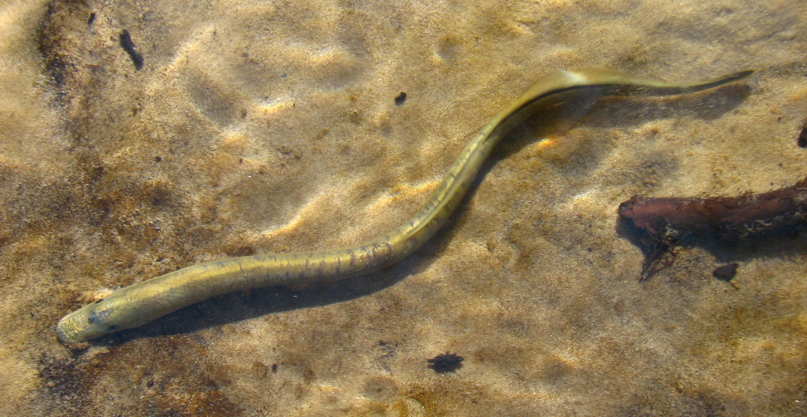 Ukrainian_Brook_Lamprey