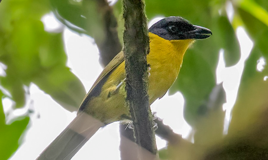 Uluguru_Bush-shrike