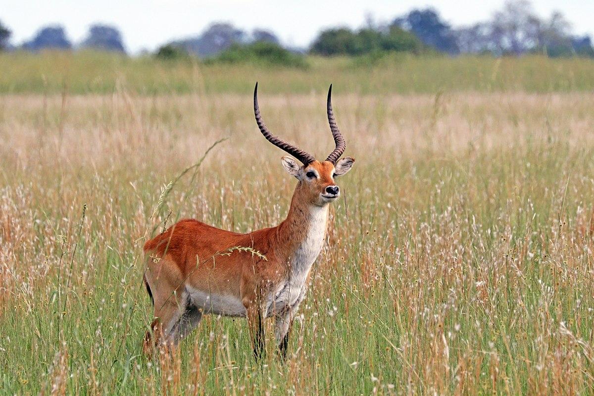 Upemba_Lechwe