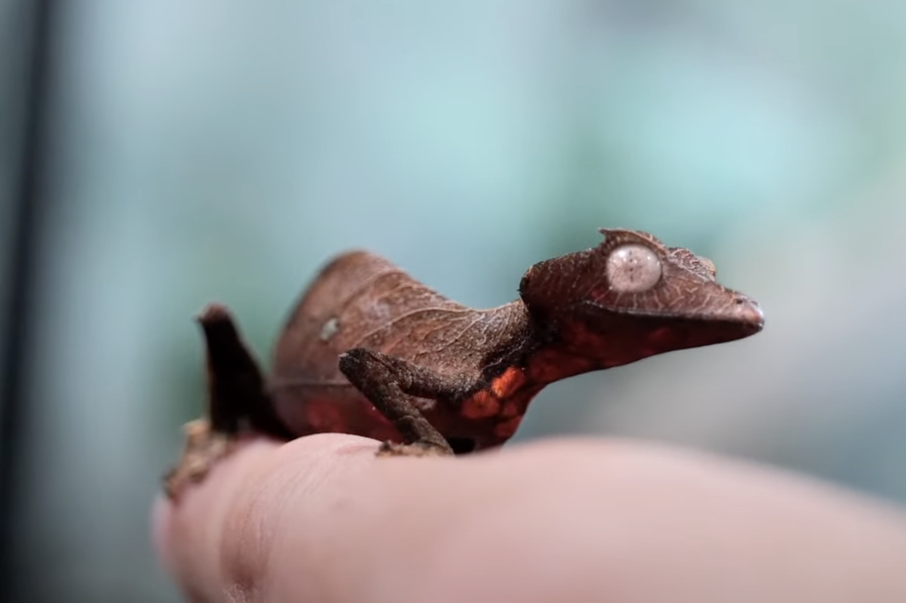 Uroplatus_Leaf-tailed_Gecko