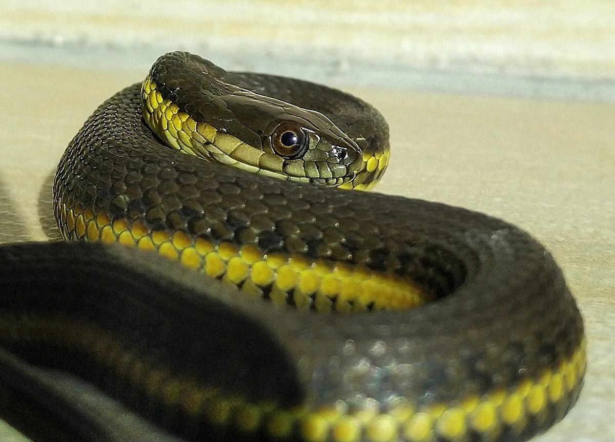 Urucum_Garter_Snake