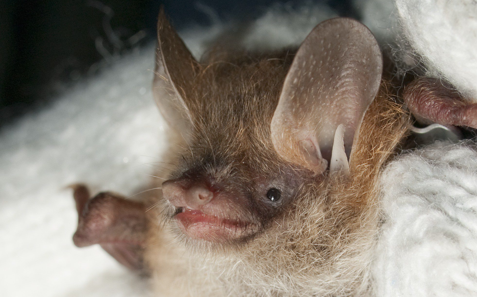 Ussuri_Tube-nosed_Bat