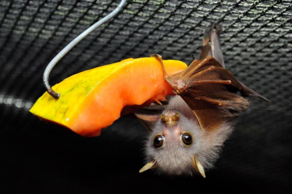 Ussuri_Tube-nosed_Fruit_Bat