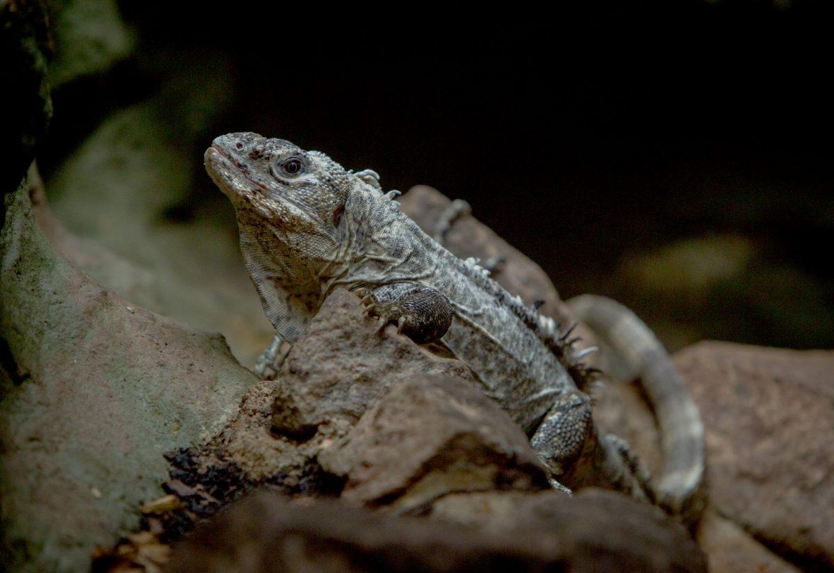 Utila_Spiny-tailed_Iguana