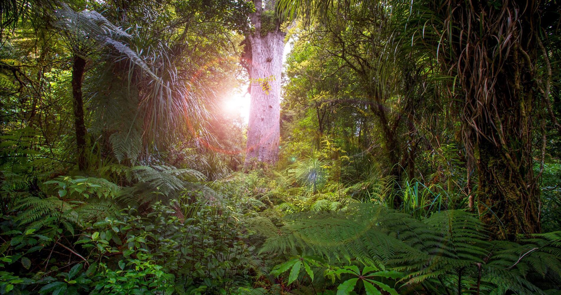 Waipoua_Forest_New_Zealand