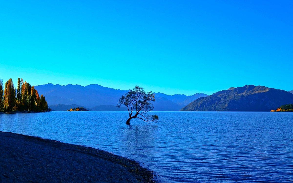 Wanaka_Tree_New_Zealand