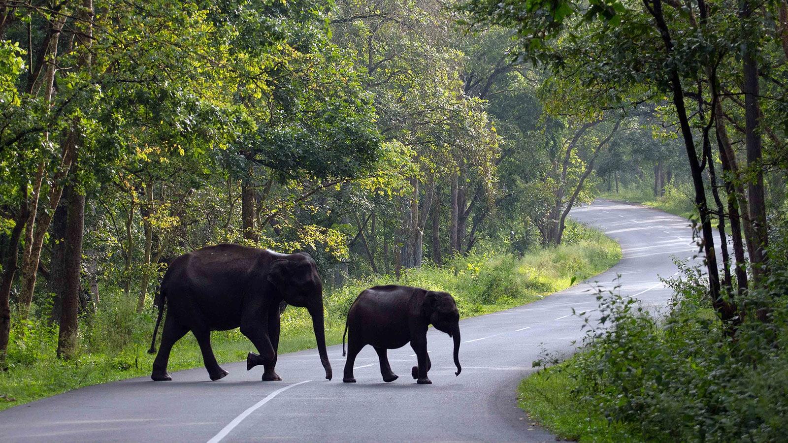 Wayanad_Wildlife_Sanctuary_India