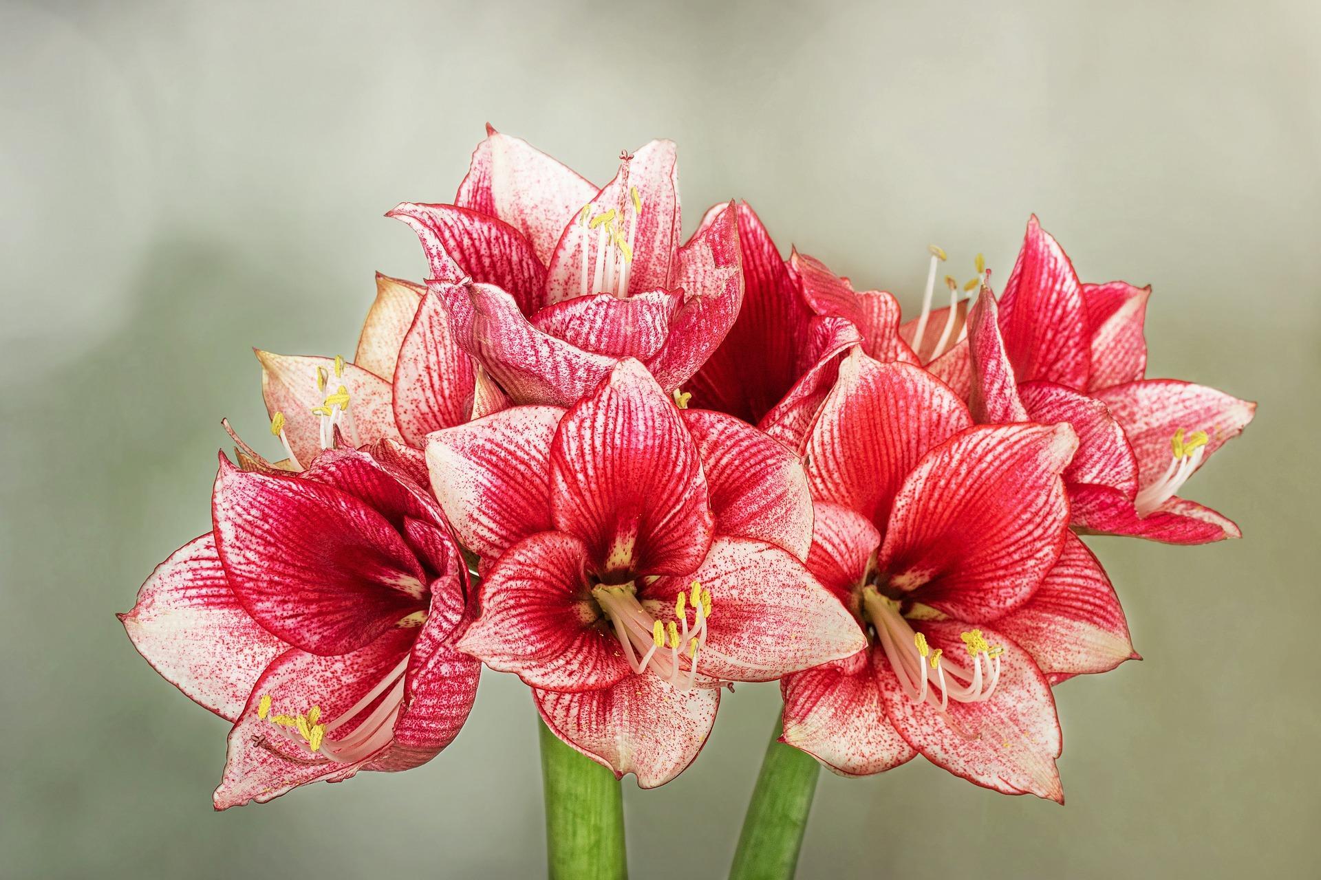 Amaryllis