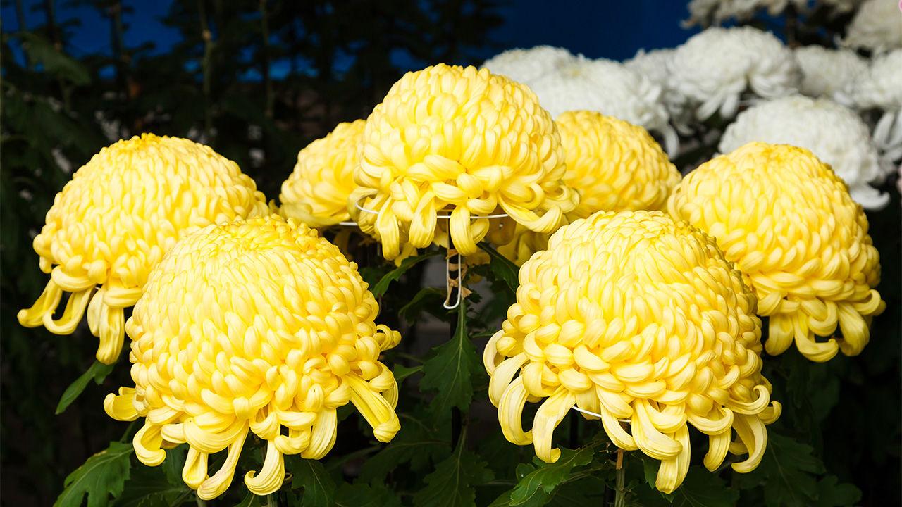 Chrysanthemums