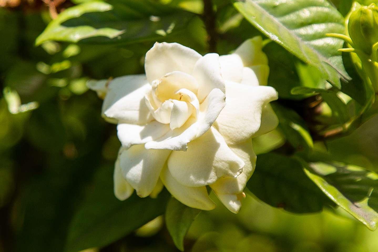 Gardenias