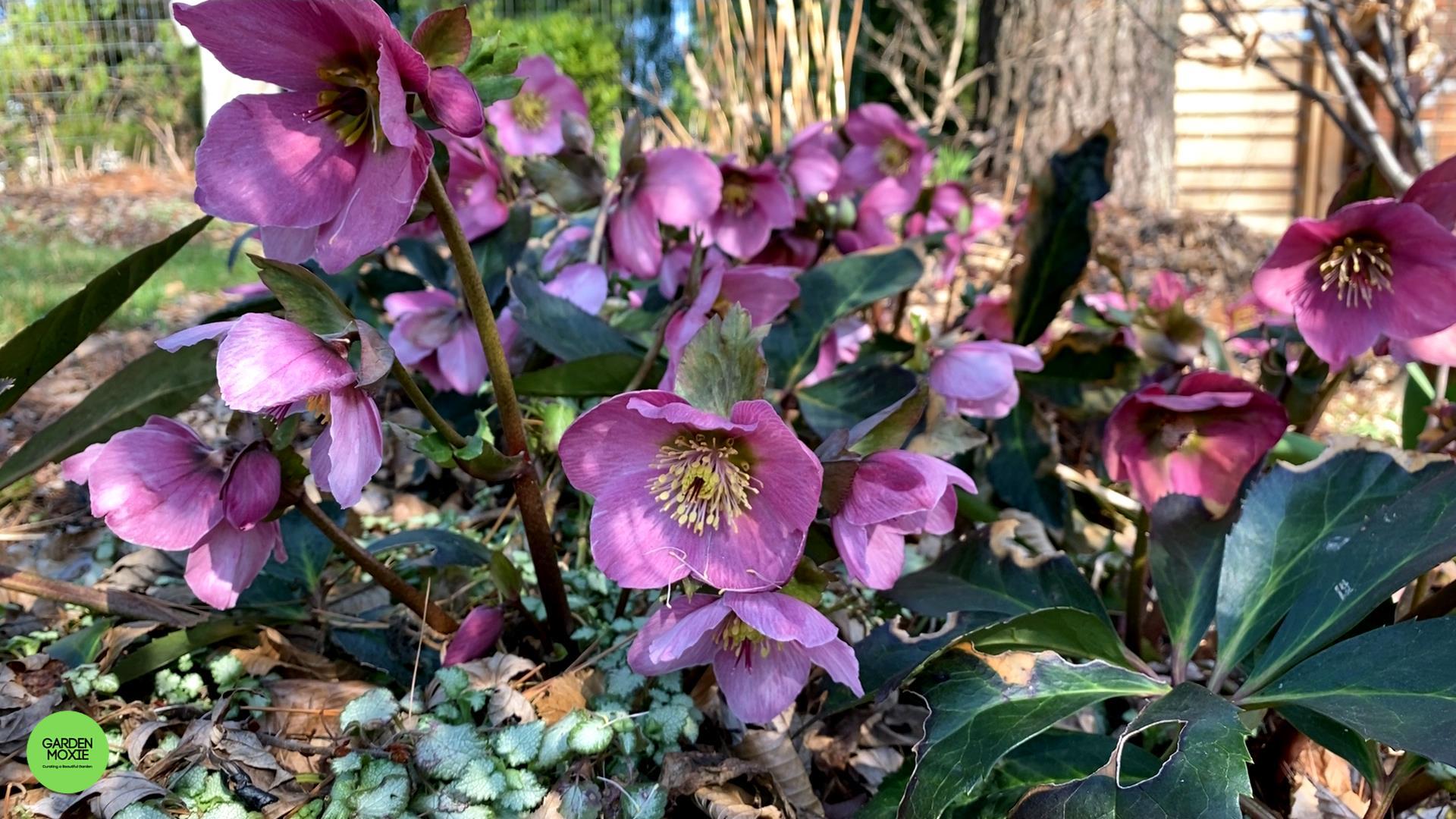 Hellebores