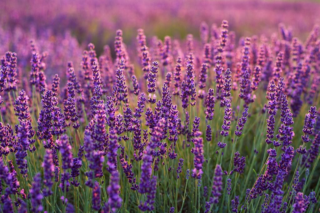 Lavender