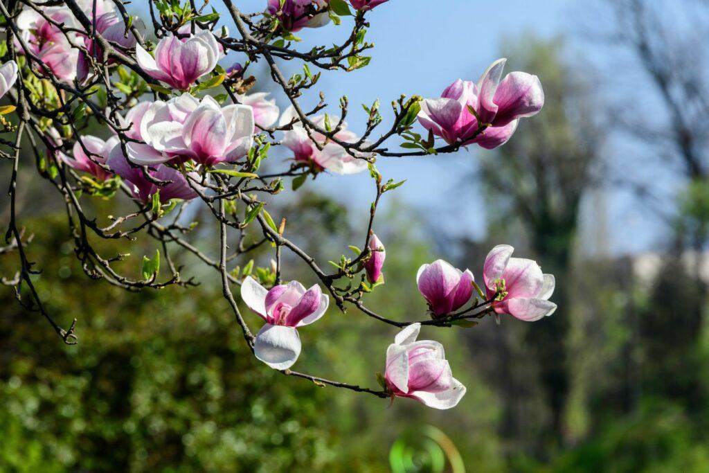 Magnolias