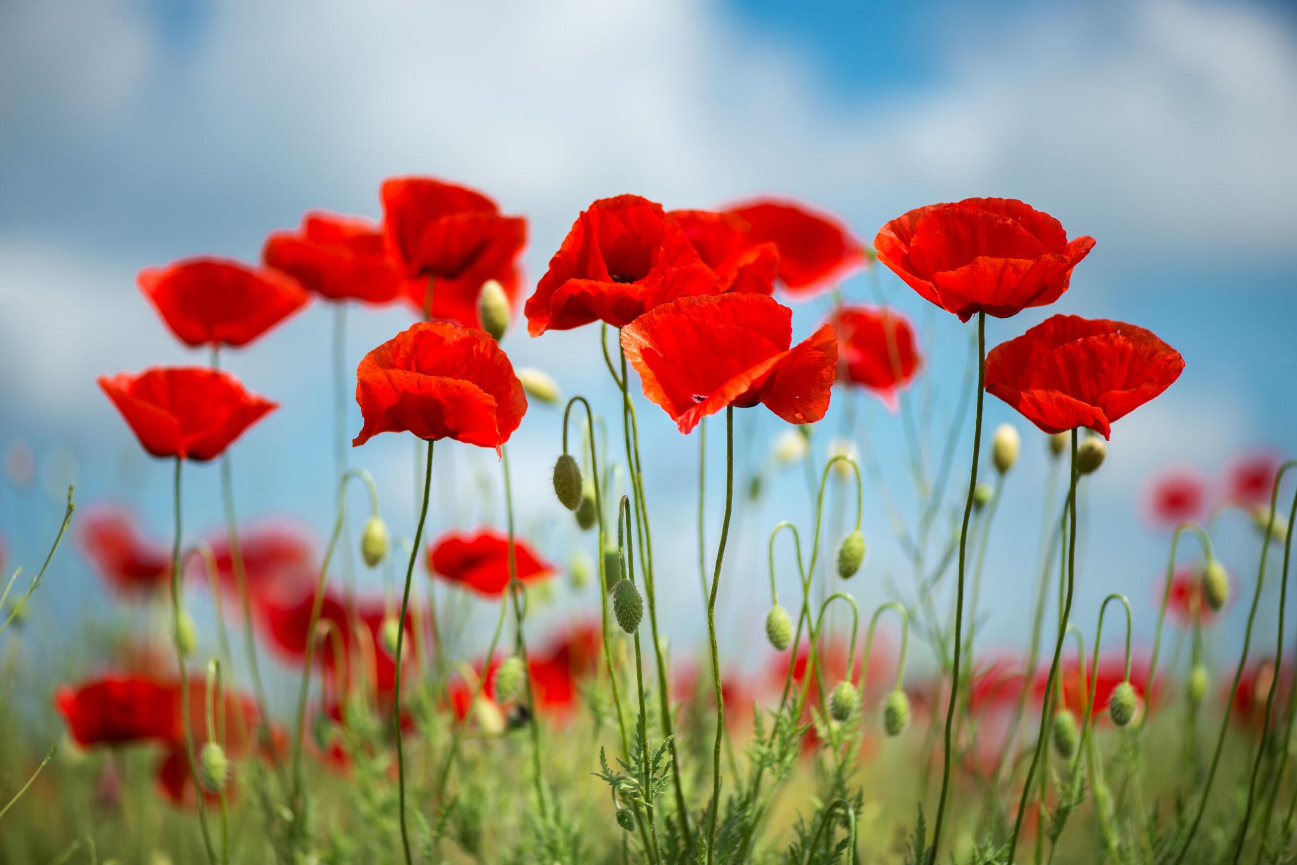 Poppies