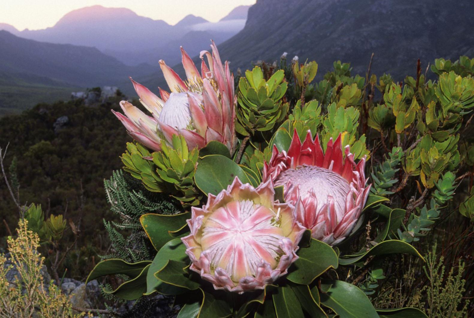 Protea