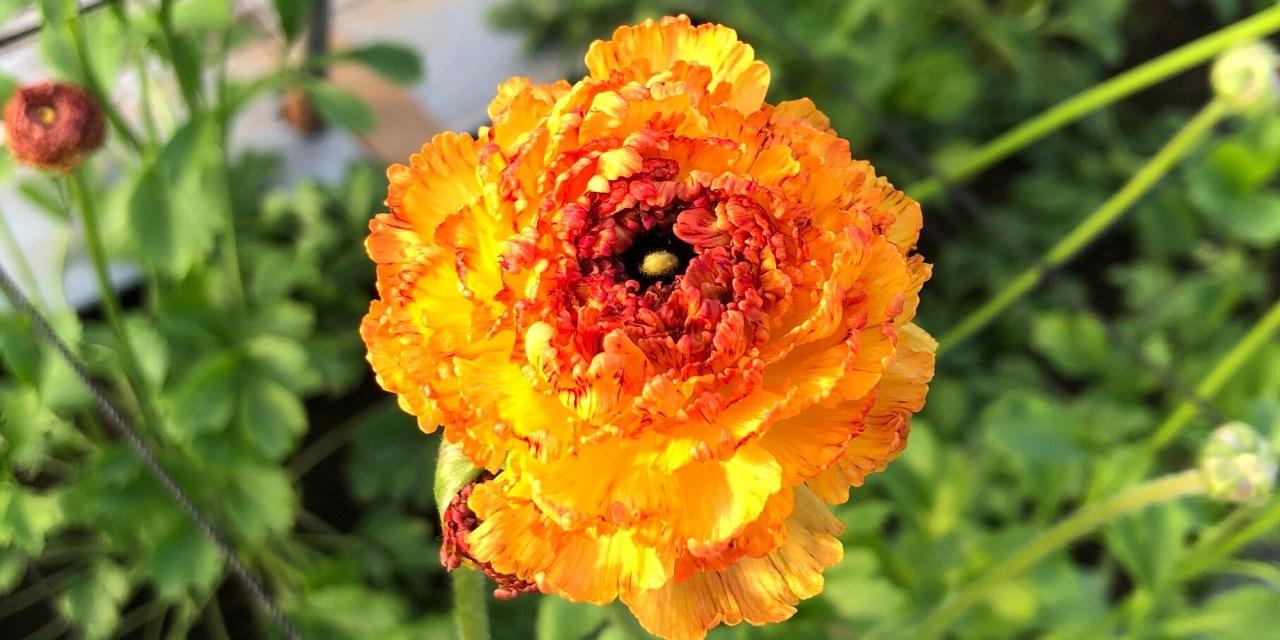 Ranunculus