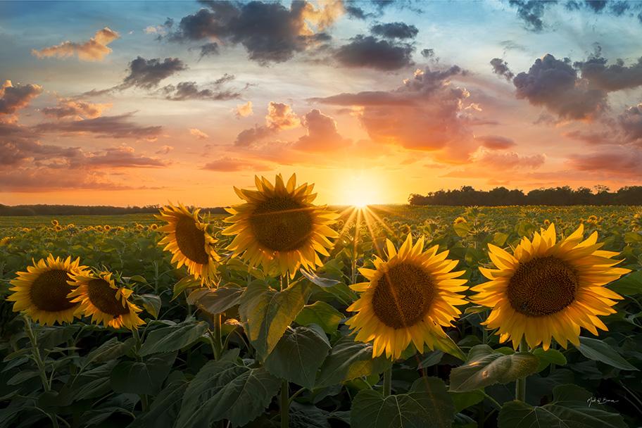 Sunflowers